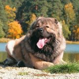 Сторожевые собаки