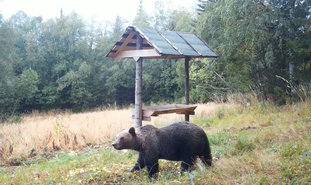 Охота в Челябинске