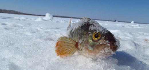 Зимняя рыбалка в Челябинске