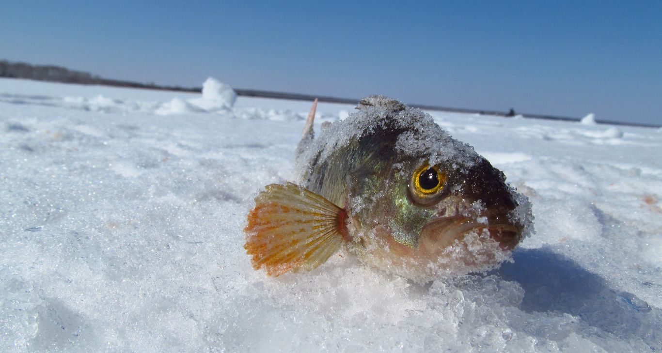 Зимняя рыбалка в Челябинске