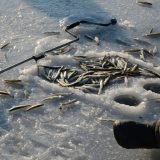 Зимняя рыбалка во Владивостоке