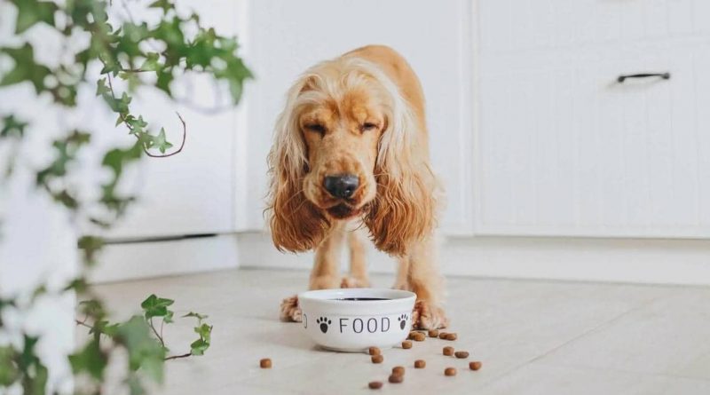 Товары для домашних животных